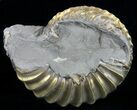 Pyritized Pleuroceras Ammonite - Germany #60271-1